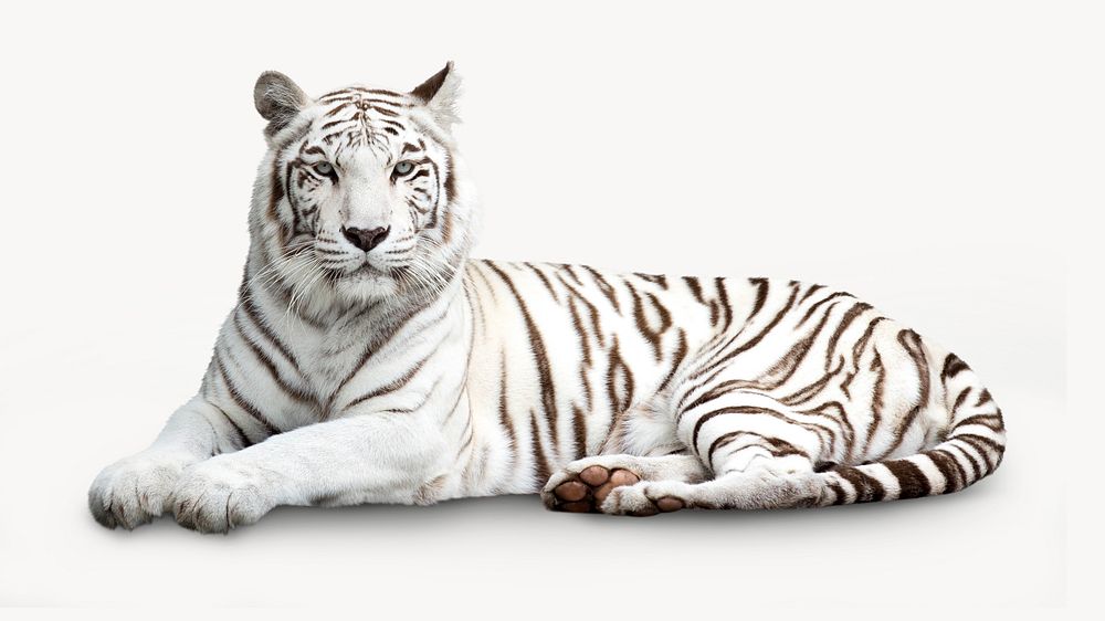 Siberian tiger, wild animal design