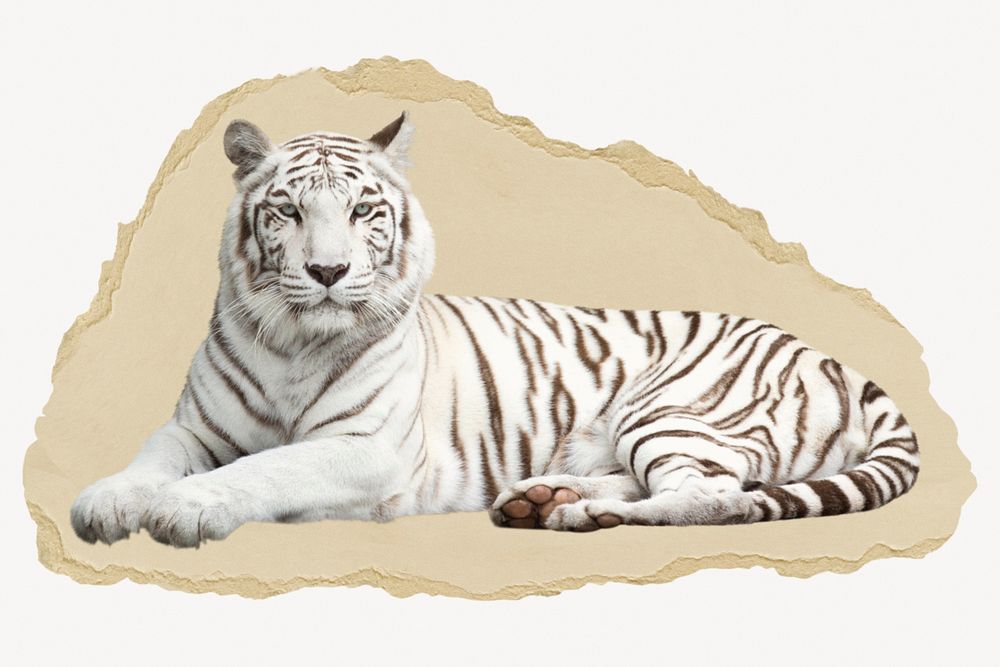 Siberian tiger, wild animal on torn paper