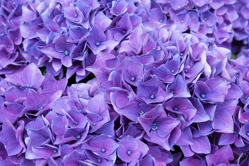 Free purple hydrangea image, public domain flower CC0 photo.