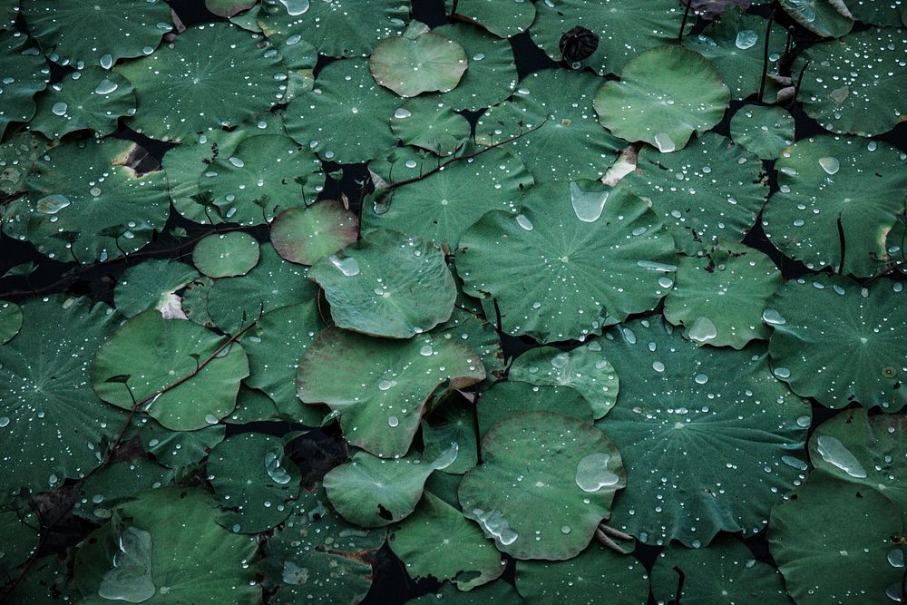 Free lotus leaf image, public domain flower CC0 photo.