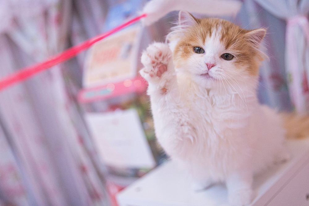 Free cute persian cat image, public domain CC0 photo.