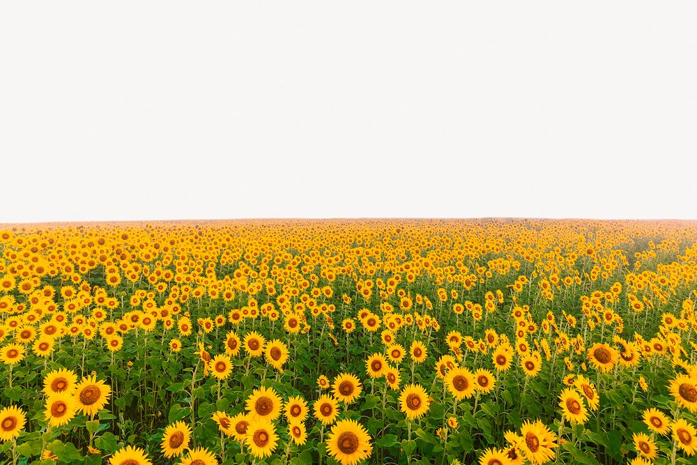 Sunflower field background, spring nature