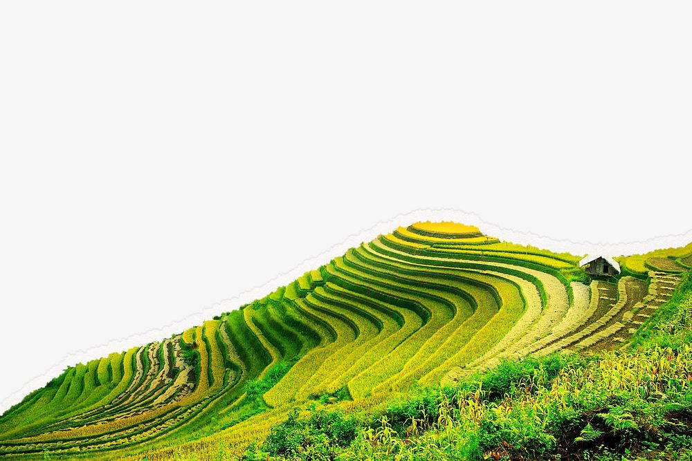 Rice terrace background, ripped paper, agriculture, off-white design