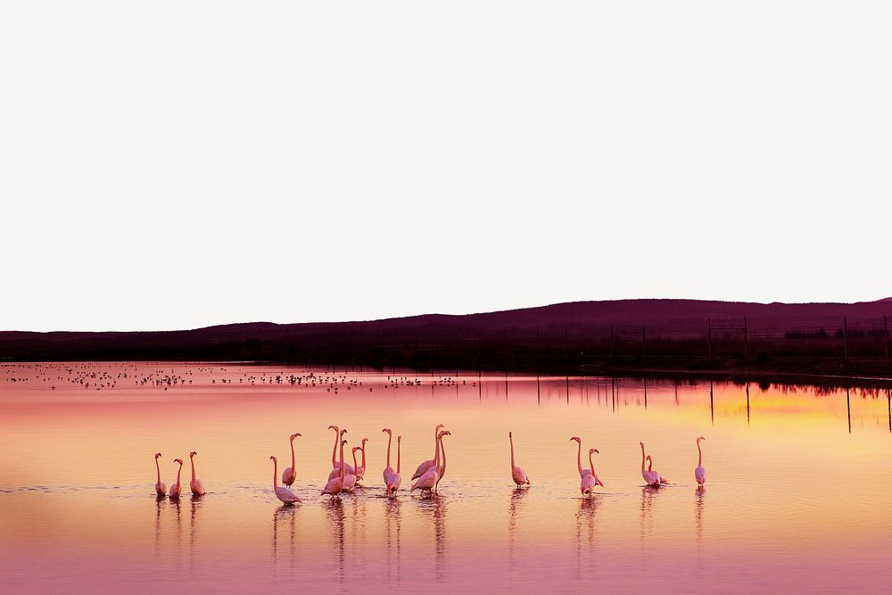 Flamingos at sunset border, nature background psd