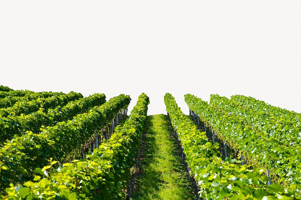 Aesthetic vineyard background, farming, agriculture design psd