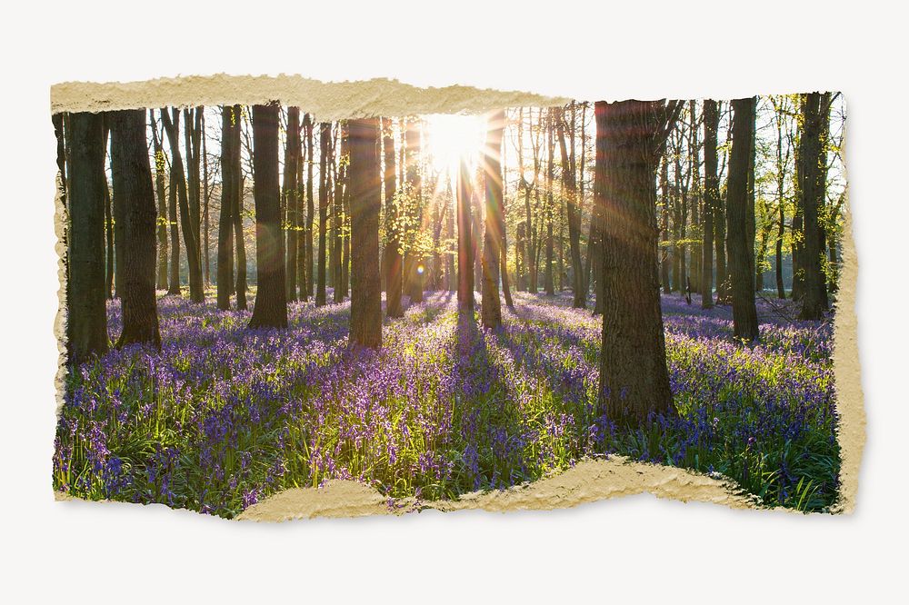Sun flare in forest, ripped paper, nature image