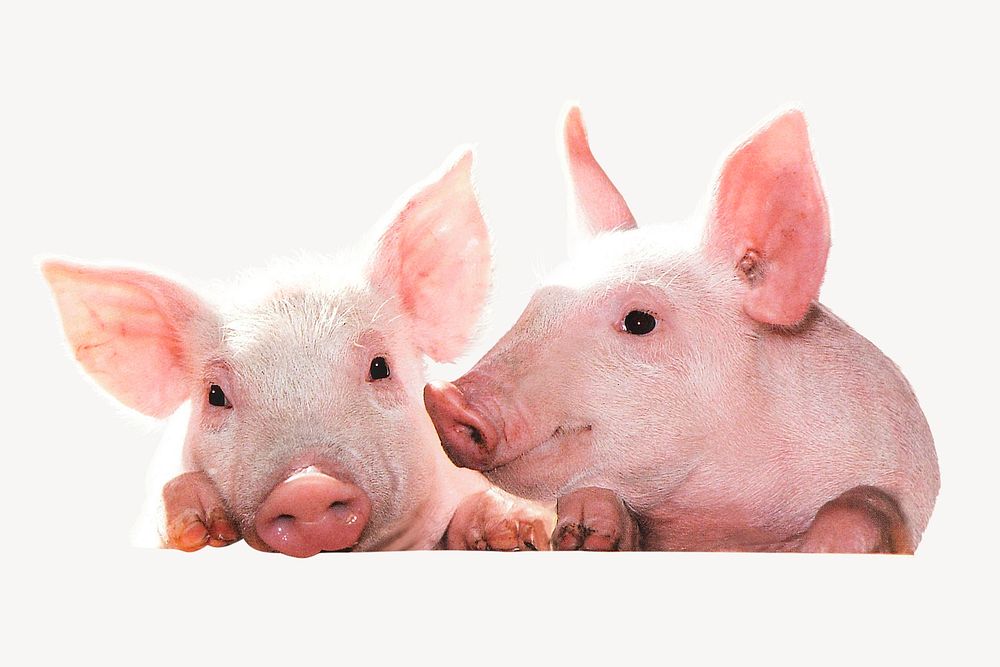 Pigs sticker, farm animal isolated image psd