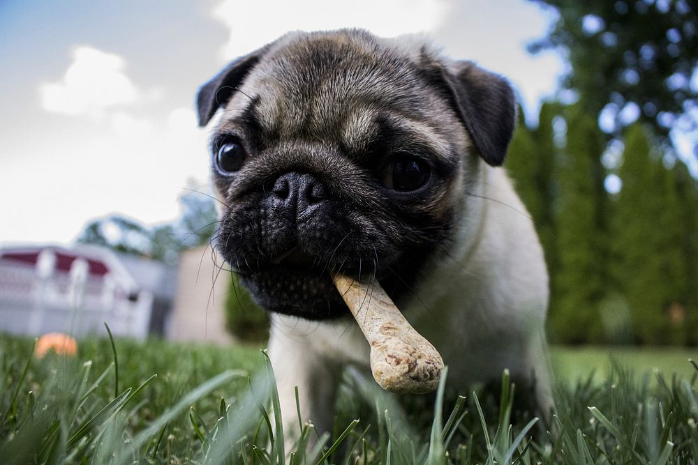 Free pug dog image, public domain animal CC0 photo.