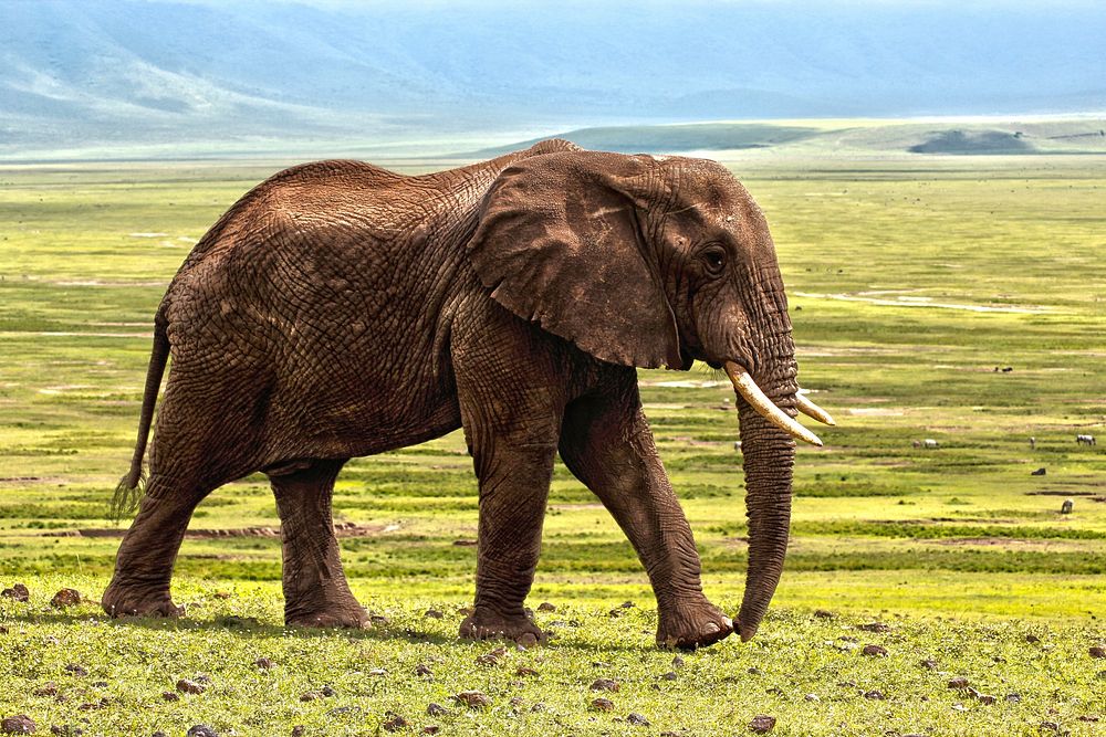 Free African elephant image, public domain wild animal CC0 photo.