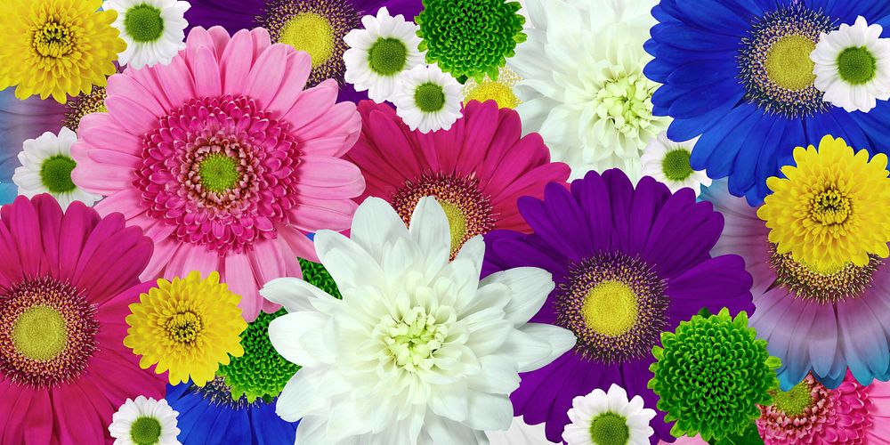 Free colorful daisy image, public domain flower CC0 photo.