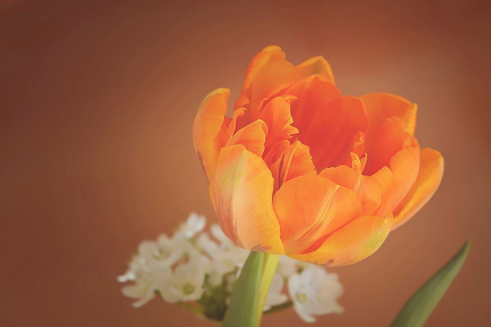 Free tulip image, public domain flower CC0 photo.