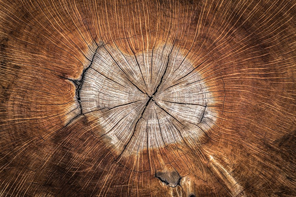 Free wood slice closeup photo, public domain texture CC0 image.