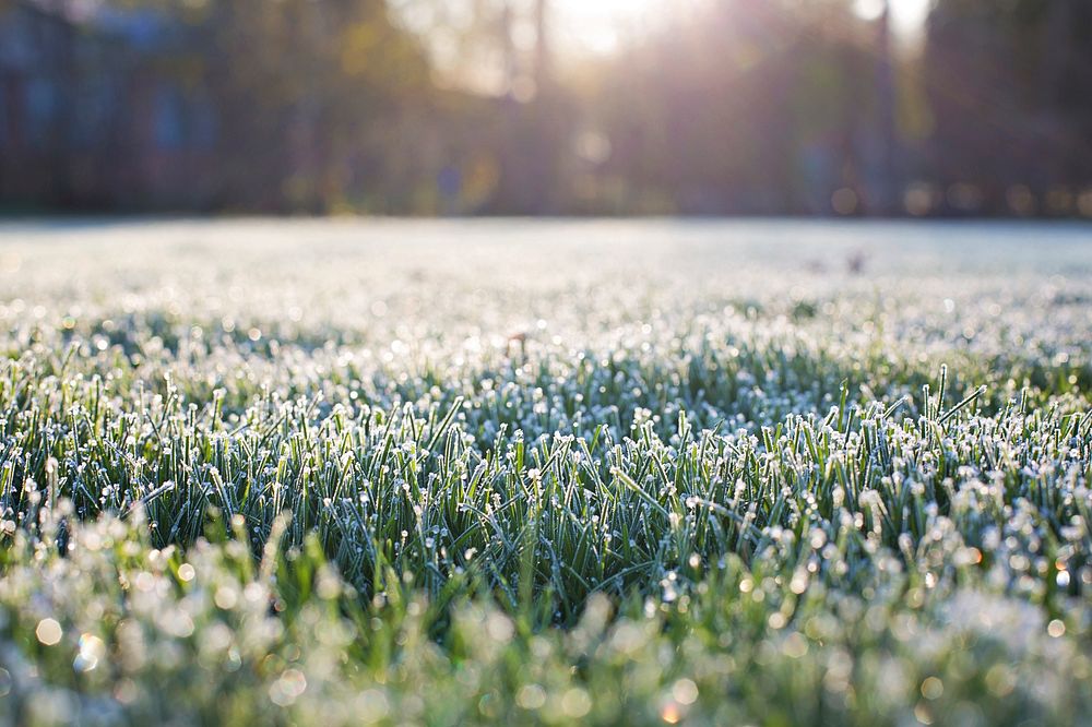 Free flower field background image, public domain spring CC0 photo.