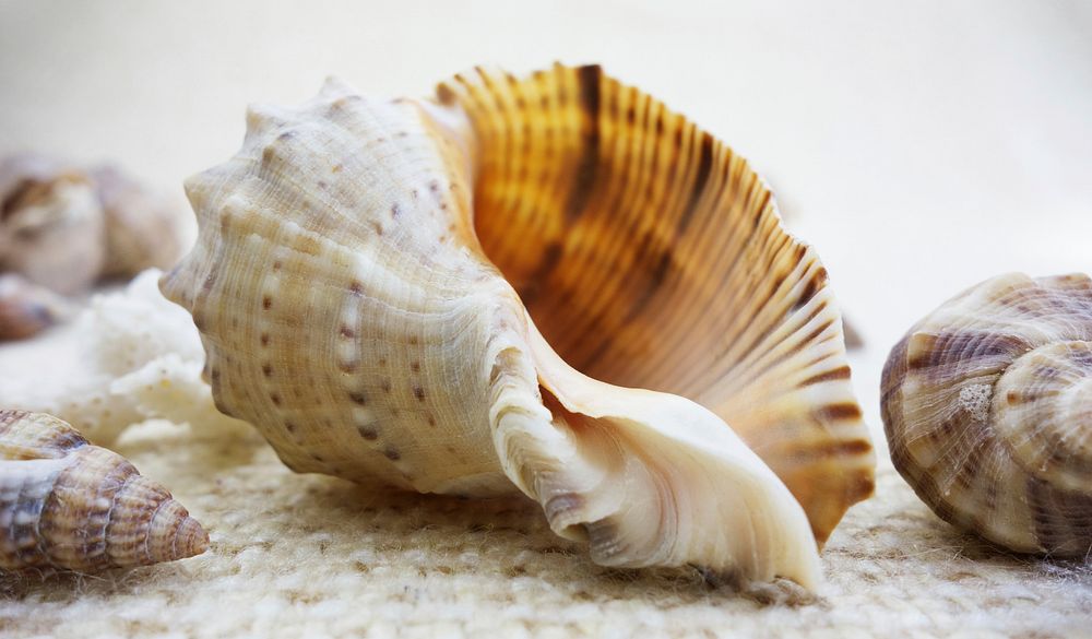 Free conch collection closeup image, public domain CC0 photo.