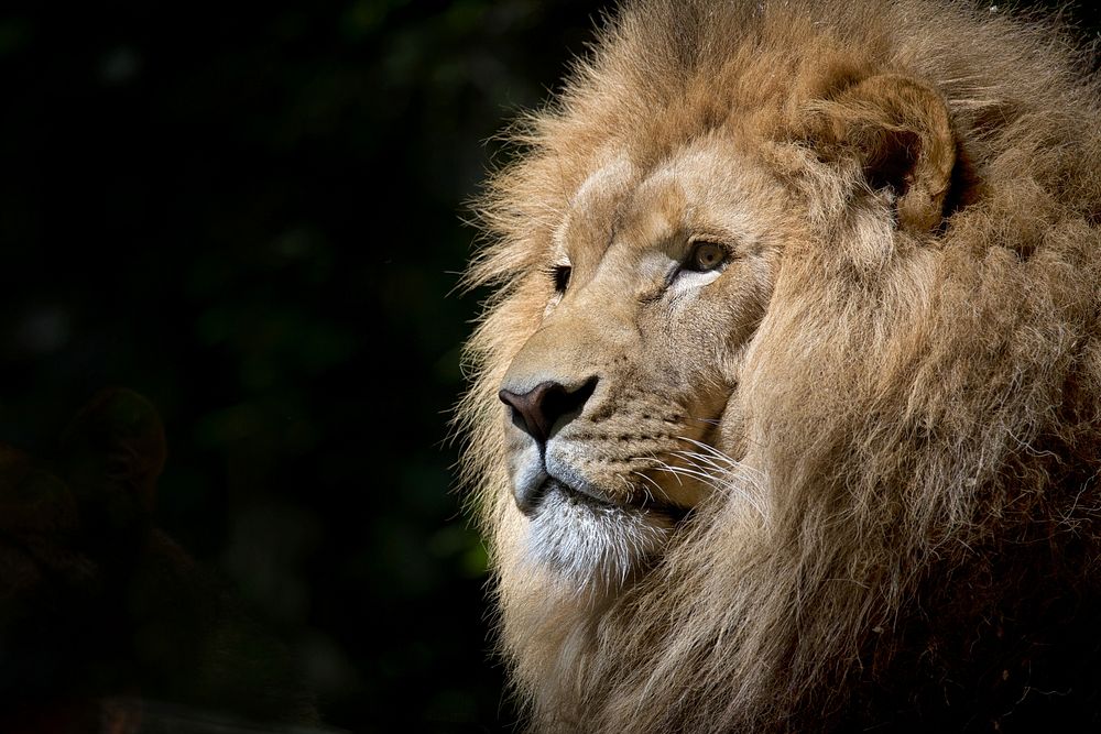 Free male lion background, wildlife image, public domain CC0 photo.