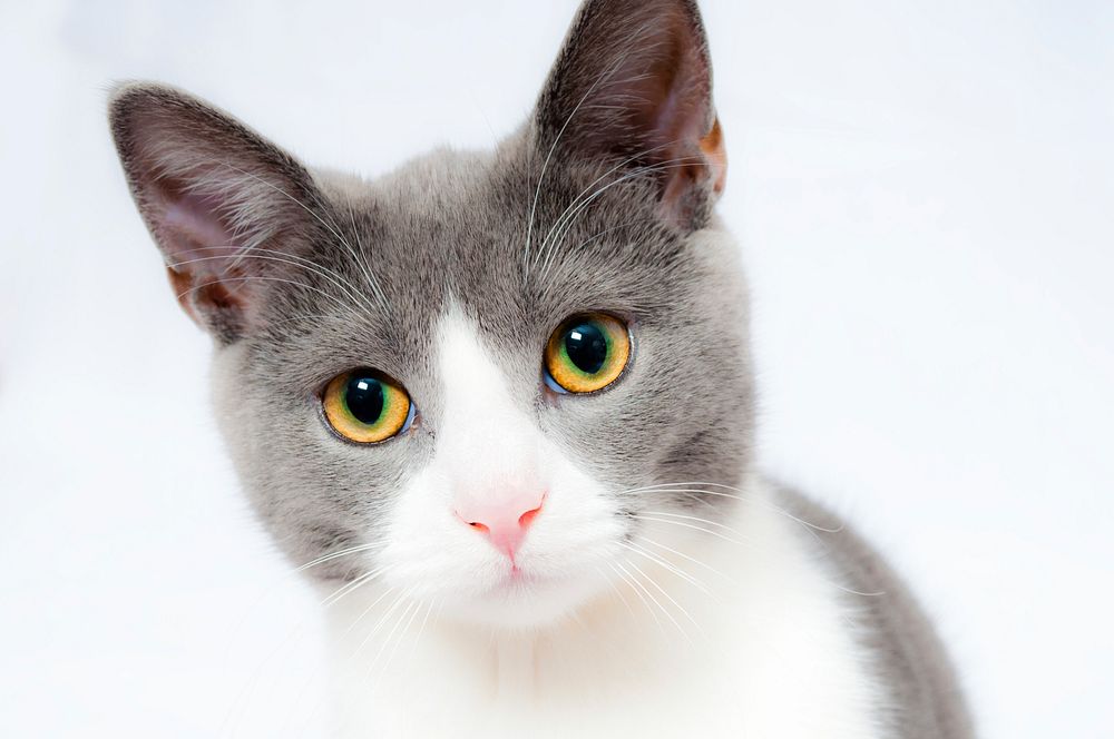 Free cute cat face closeup image, public domain CC0 photo.