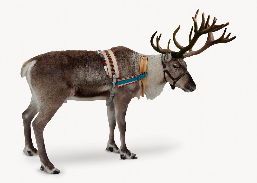 Reindeer, wild animal design