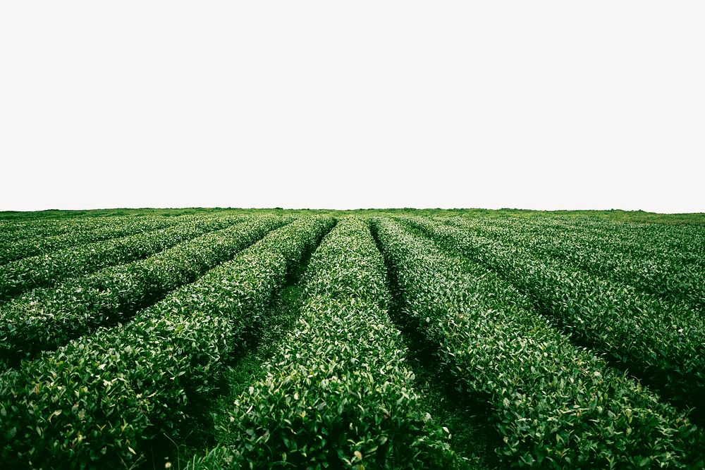 Tea field border collage element, nature design psd