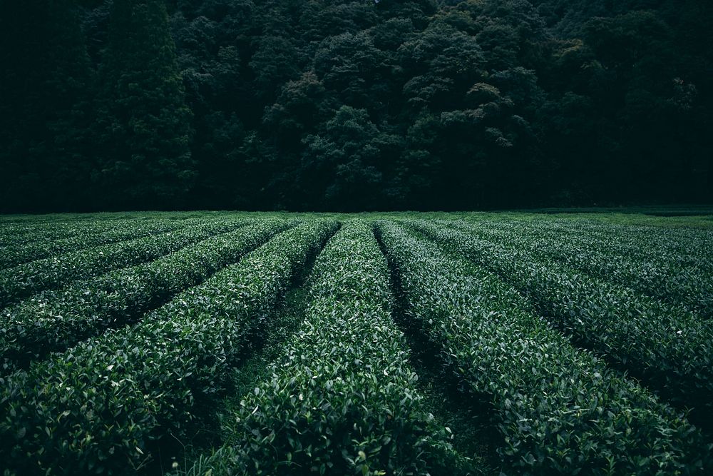Agriculture, tea leaves field photo, free public domain CC0 image.