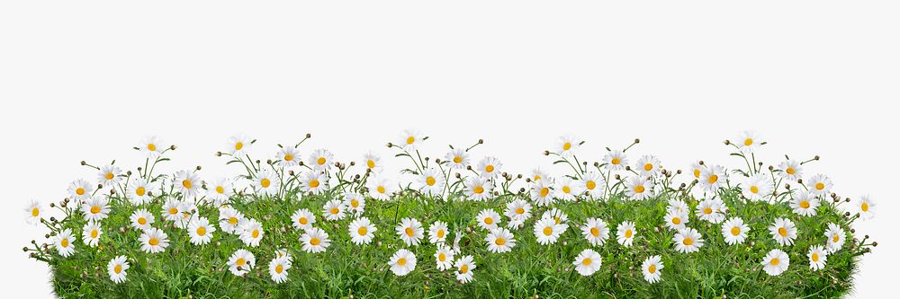 Daisy flower border, floral illustration