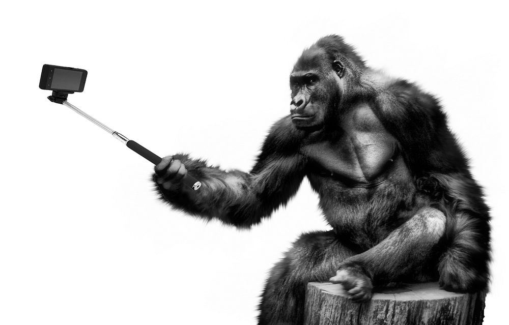 Free gorilla holding selfie stick image, public domain CC0 photo.