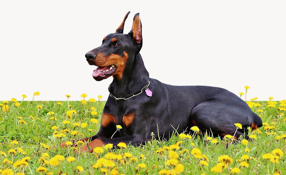 Doberman dog lying on flower Free Photo rawpixel