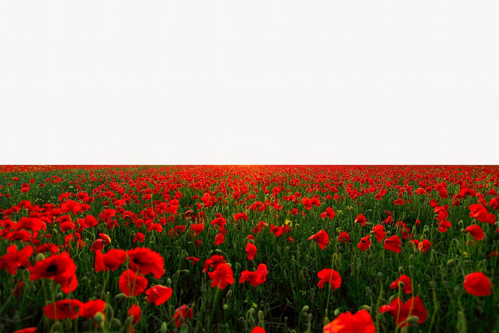 Red poppies field background, spring nature
