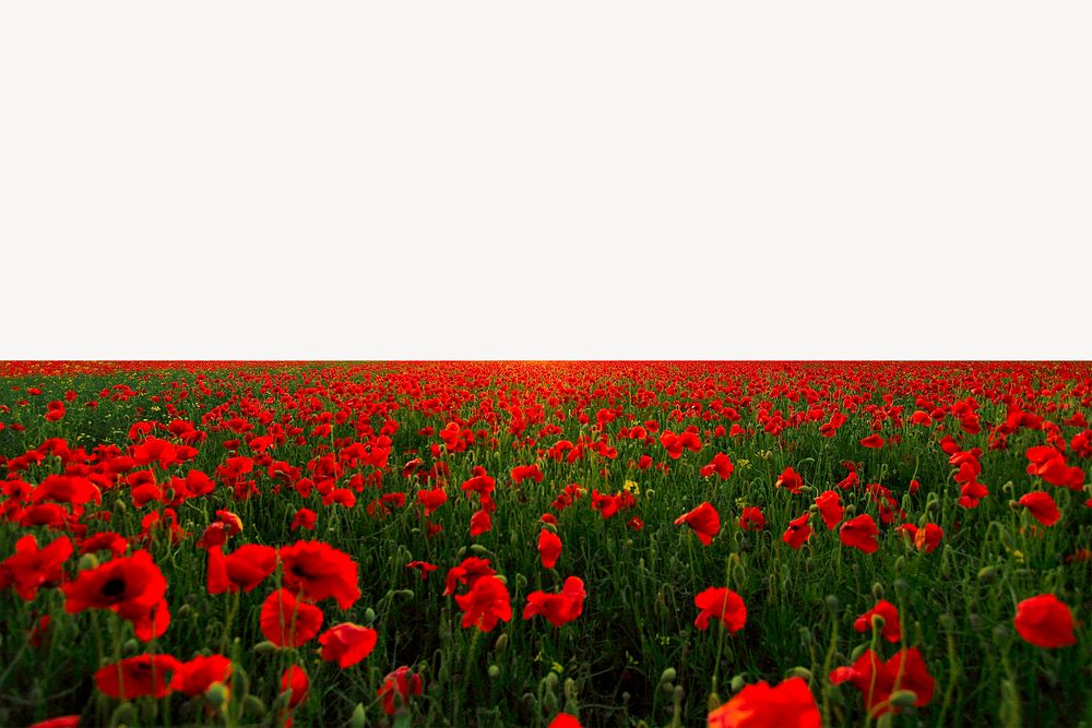 Red poppies field collage element, spring nature psd