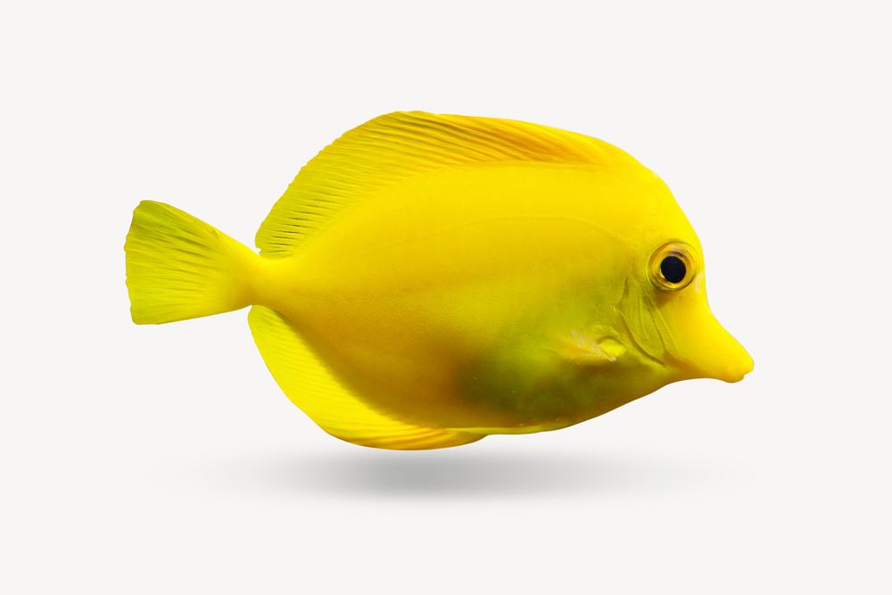 Yellow fish collage element, marine life photo psd