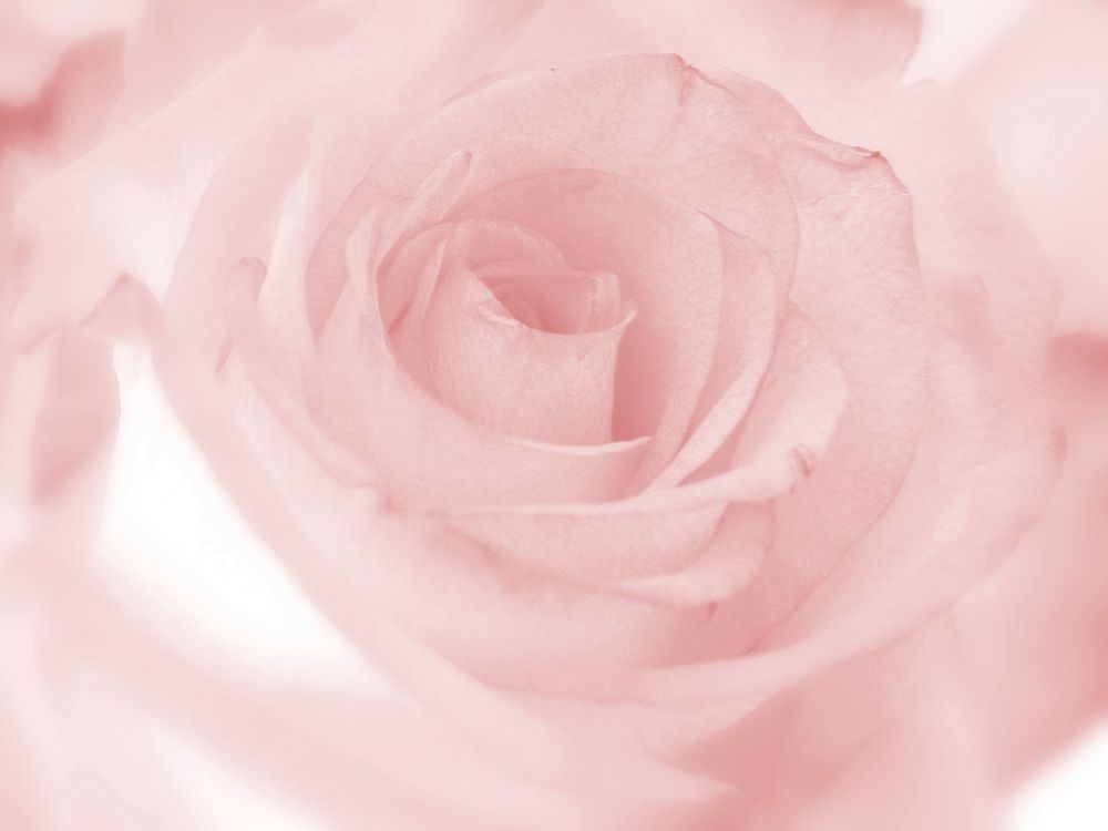 Free pink rose macro shot image, public domain flower CC0 photo.