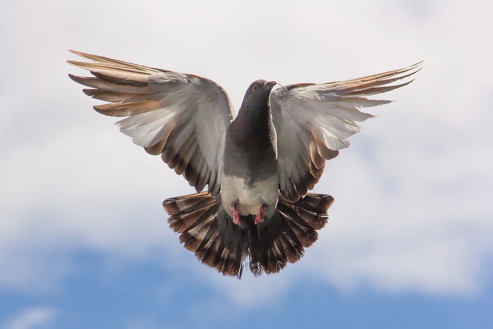 Free dove flying in sky portrait photo, public domain animal CC0 image.