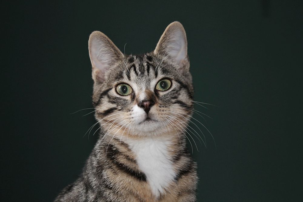 Free cute cat's face image, public domain CC0 photo.