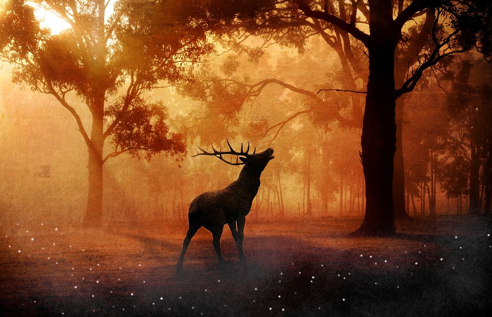 Free elk with horns in forest image, public domain animal CC0 photo.