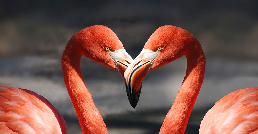 Free two pink flamingos, heart, love birds photo, public domain animal CC0 image.