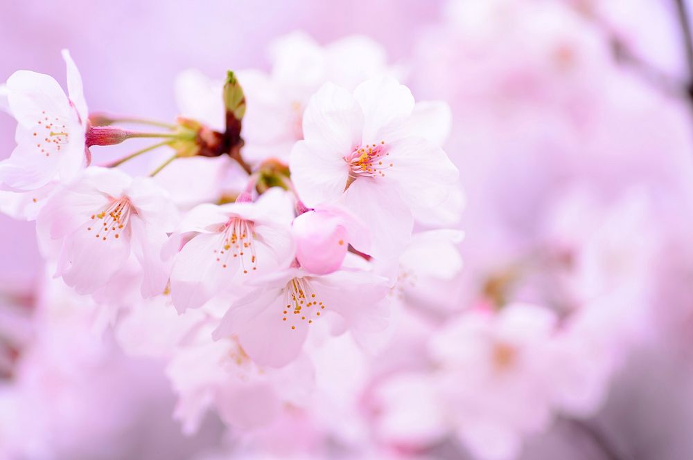 Free pink cherry blossom image, public domain flower CC0 photo.