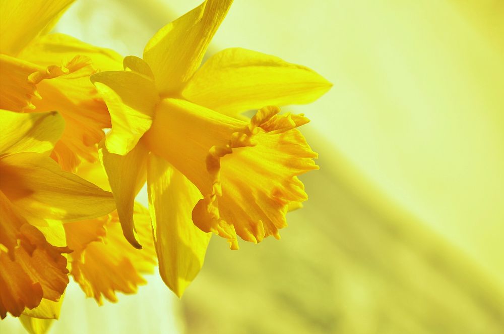 Free yellow daffodil image, public domain flower CC0 photo.