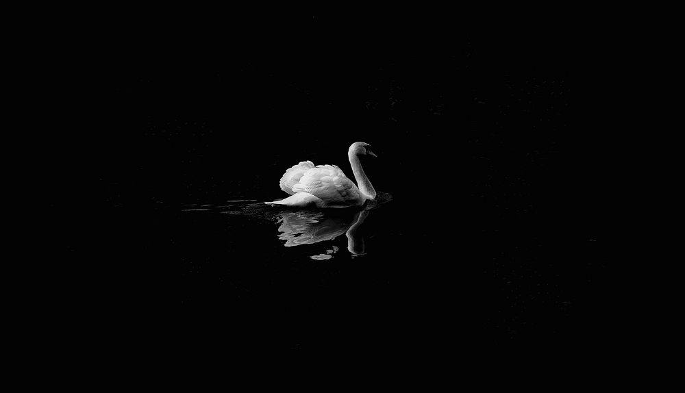 Free swan floating on water in dark background image, public domain animal CC0 photo.