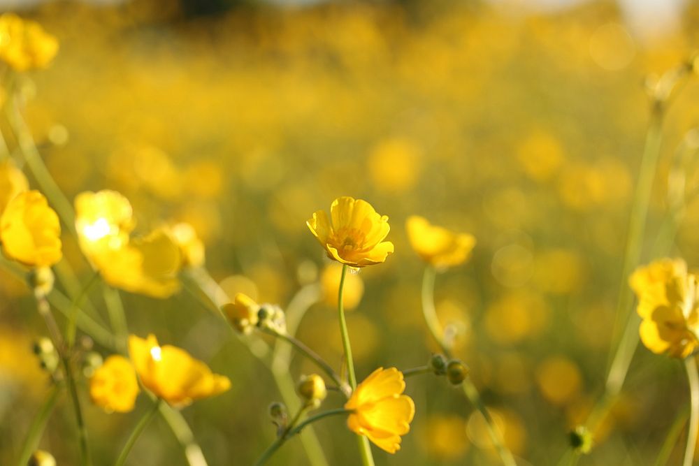 Free rapeseed field image, public domain flower CC0 photo.