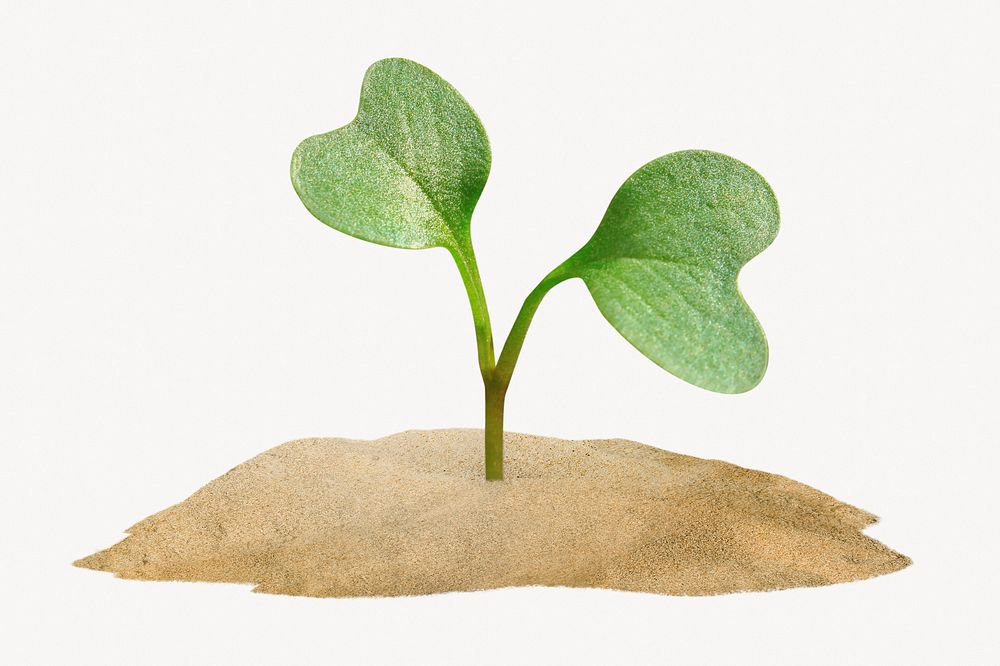 Growing sprout image on white background