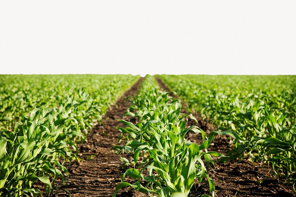 Green corn field background, nature border design