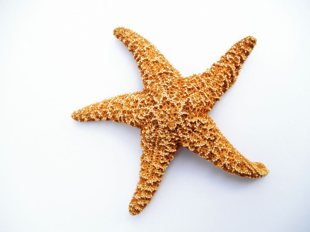 Free starfish image, public domain sea life CC0 photo. 