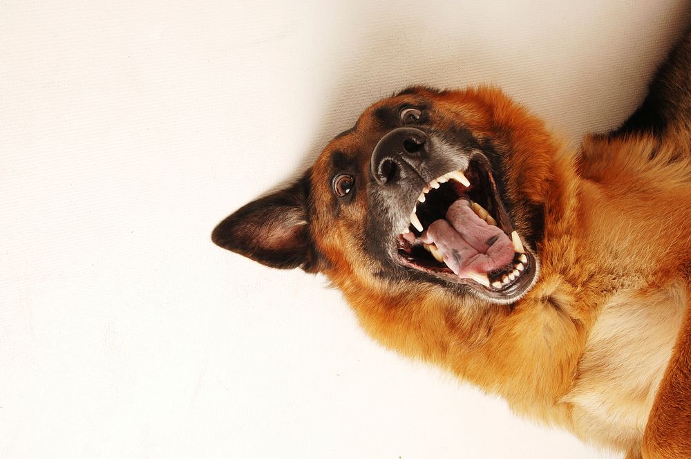 Free dog smiling at a camera portrait photo, public domain animal CC0 image.