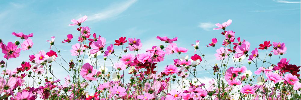Pink flower border, floral illustration
