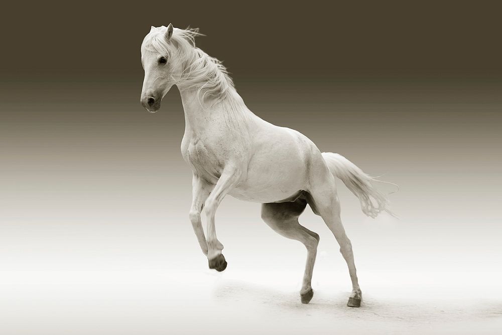 Free white horse galloping image, public domain CC0 photo.