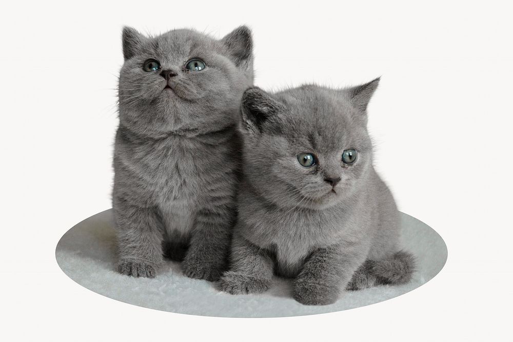 British short hair kittens, animal photo on white background