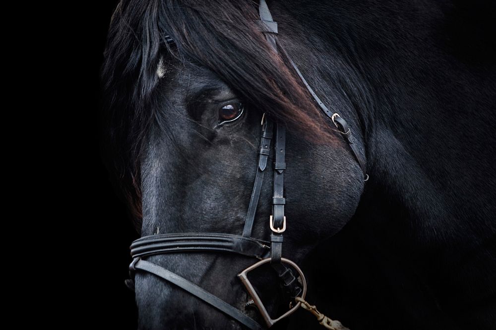 Free closeup on horse head image, public domain CC0 photo.
