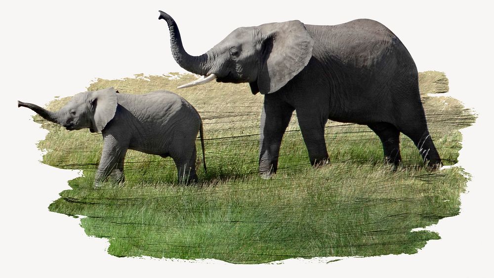 Elephants sticker, animal photo on white background