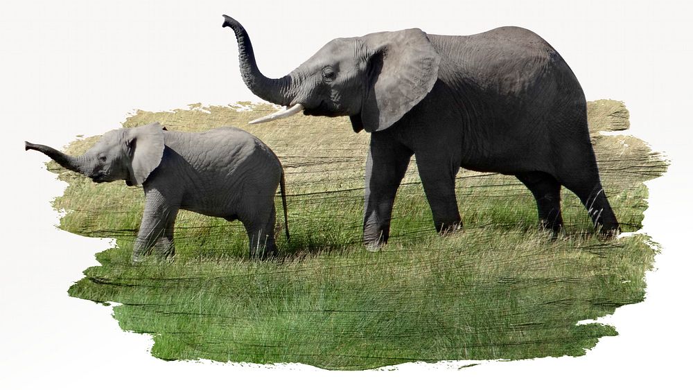 Elephants, wild animal photo on white background