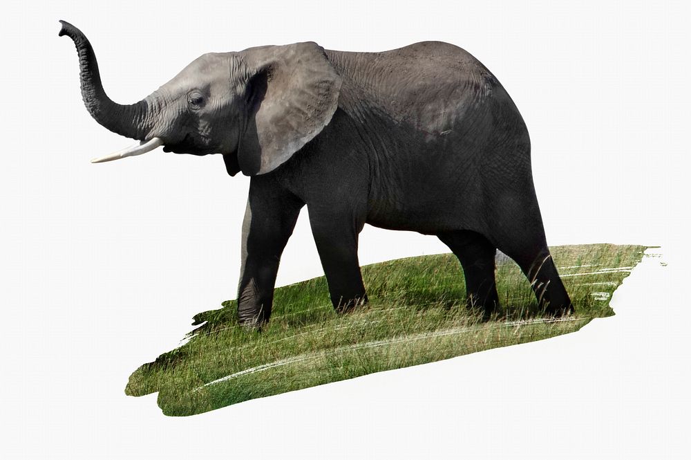 Elephant, wild animal photo on white background