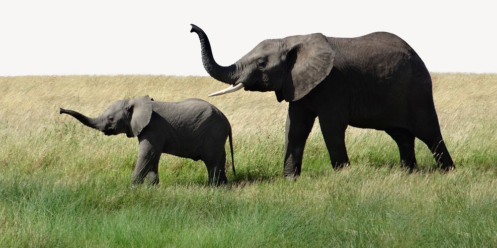 Elephants border, animal photo on white background